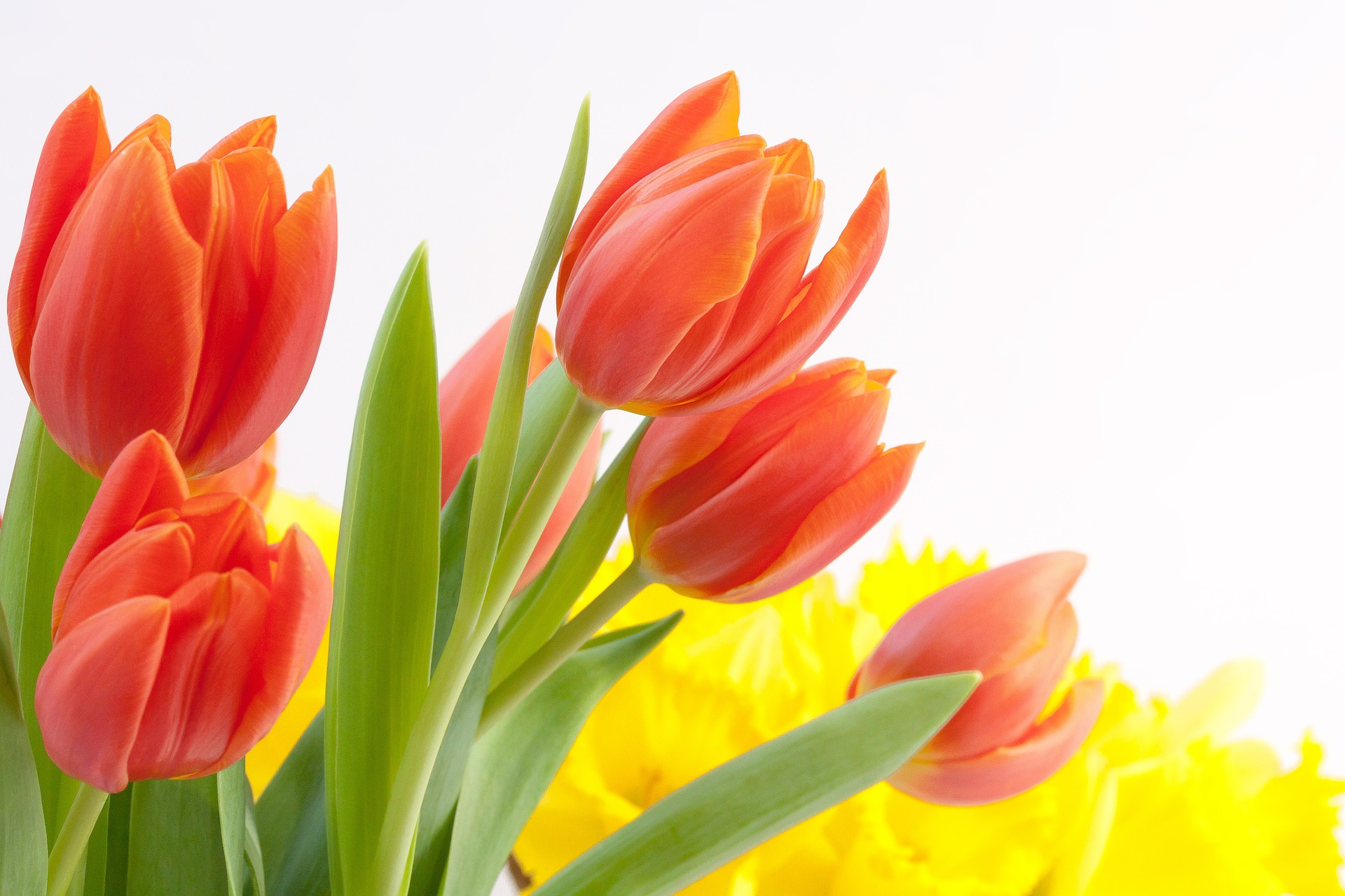 Tulips make an ideal Valentine's Day gift for our beloved. 