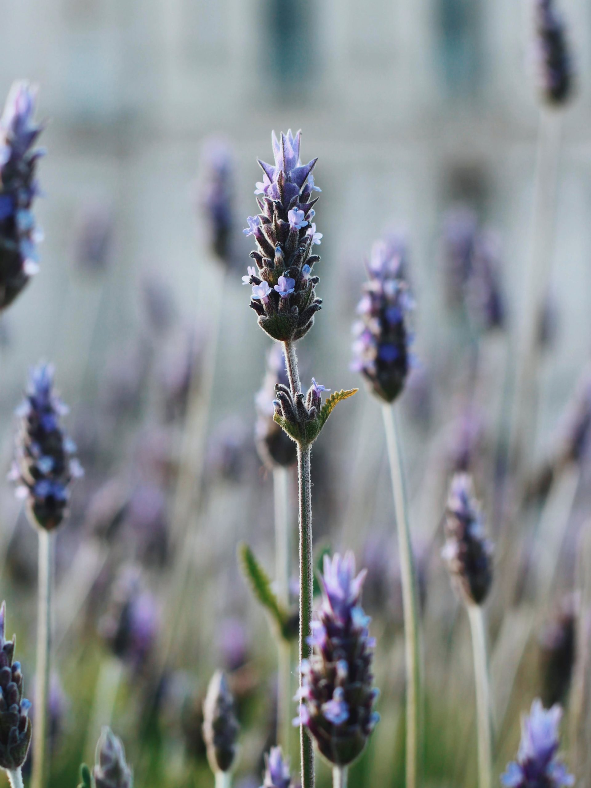 Lavender Aromatherapy